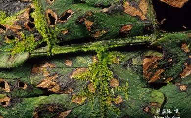Cololejeunea haskarliana (Lehm.) Schiffn. 哈斯卡疣鱗蘚