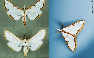 Cirrhochrista spinuella Chen, Song & Wu, 2006 單棘黃緣禾螟蛾