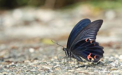 Papilio protenor protenor Cramer, 1775 黑鳳蝶