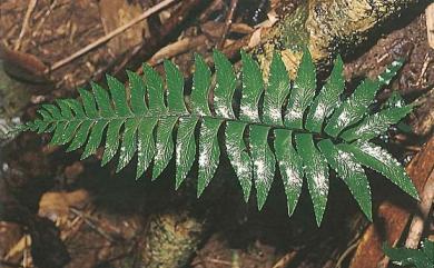 Hymenasplenium excisum (C.Presl) S.Linds. 剪葉膜葉鐵角蕨