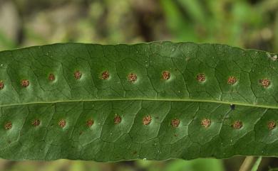 Leptochilus nigrescens 薄葉擬茀蕨