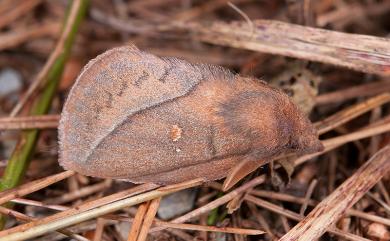 Euthrix tamahonis (Matsumura, 1927) 褐斜帶枯葉蛾