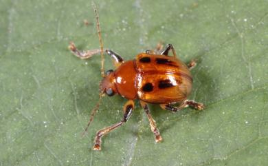 Basilepta martini (Lefevre, 1885) 黑紋溝腳猿金花蟲