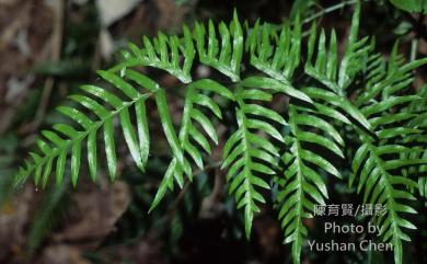 Pteris semipinnata L. 半邊羽裂鳳尾蕨