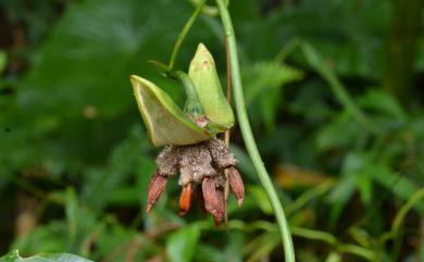 Stemona tuberosa Lour. 百部