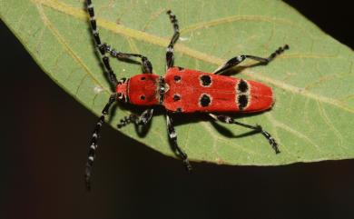 Anaglyptus meridionalis Matsushita, 1933 曙光虎天牛