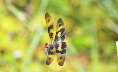 Rhyothemis variegata arria 彩裳蜻蜓