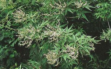 Vitex negundo 黃荊