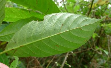 Saurauia tristyla var. oldhamii 水冬哥