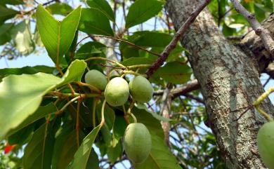 Elaeocarpus serratus L. 錫蘭橄欖