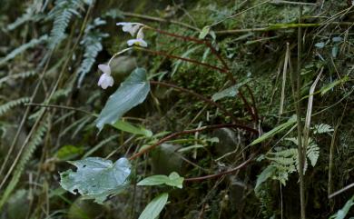 Begonia bouffordii 九九峰秋海棠