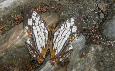 Cyrestis thyodamas formosana Fruhstorfer, 1898 網絲蛺蝶