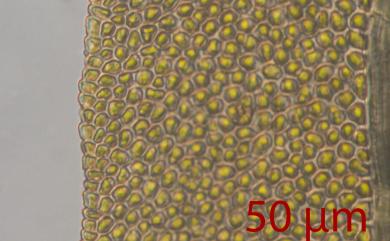 Fissidens crispulus Brid., 1819 黃葉鳳尾苔