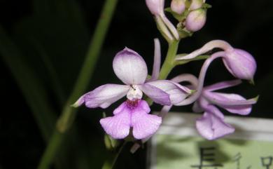 Calanthe sylvatica (Thouars) Lindl. 長距根節蘭