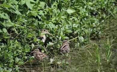 Rostratula benghalensis (Linnaeus, 1758) 彩鷸