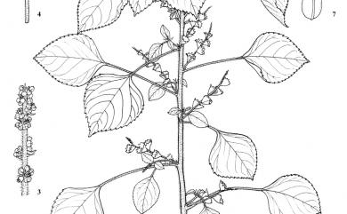 Acalypha australis L. 鐵莧菜