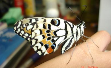 Papilio demoleus Linnaeus, 1758 花鳳蝶