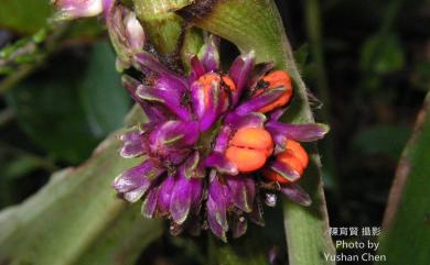 Amischotolype hispida (Less. & A. Rich.) D.Y. Hong 穿鞘花