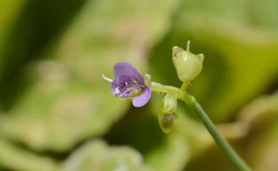 Murdannia spirata 矮水竹葉