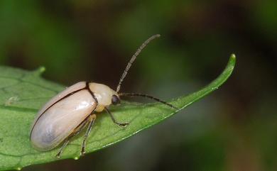 Monolepta sauteri Chujo, 1935 紹德長腳螢金花蟲
