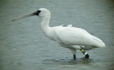 Platalea minor Temminck & Schlegel, 1849 黑面琵鷺