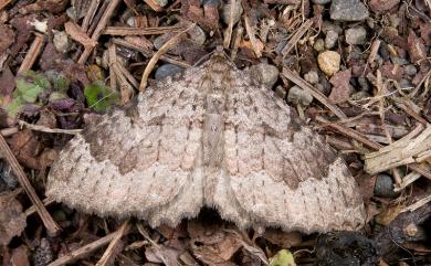 Triphosa rantaizanensis Wileman, 1916 隱帶節脈波尺蛾