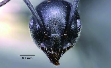 Technomyrmex brunneus Forel, 1895 褐足扁琉璃蟻