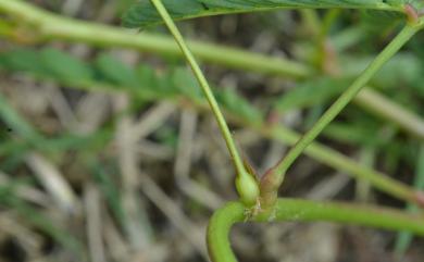 Neptunia gracilis Benth. 細枝水合歡