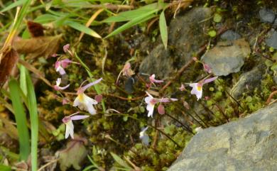 Utricularia striatula Sm. 圓葉挖耳草