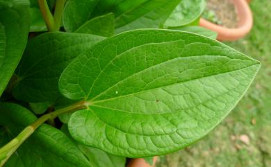 Saururus chinensis (Lour.) Baill. 三白草