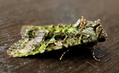 Euplexidia angusta Yoshimoto, 1987 黃綠類錦夜蛾