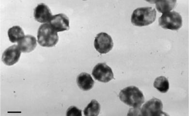 Methanolobus chelungpuianus Wu & Lai 2015