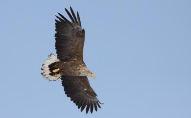 Haliaeetus albicilla (Linnaeus, 1758) 白尾海鵰