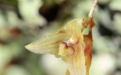 Bulbophyllum tokioi Fukuy. 小葉豆蘭