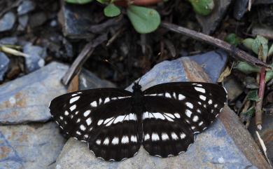 Neptis pryeri jucundita Fruhstorfer, 1908 黑星環蛺蝶