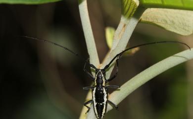 Epepeotes ambigenus formosanus Breuning, 1943 蘭嶼縱紋長角天牛