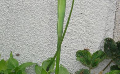 Pinellia ternata (Thunb.) Makino 半夏