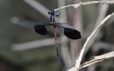 Euphaea formosa Hagen, 1869 短腹幽蟌