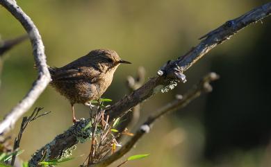 Troglodytes troglodytes taivanus Hartert, 1910 鷦鷯