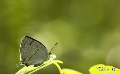 Antigius attilia obsoleta (Takeuchi, 1929) 折線灰蝶