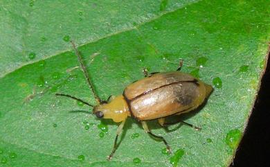 Monolepta kuroheri Kimoto, 1966 黑緣長腳螢金花蟲