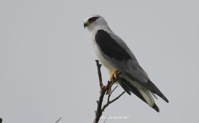 Elanus caeruleus vociferus (Latham, 1790) 黑翅鳶