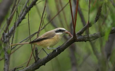 Lanius cristatus cristatus Linnaeus, 1758 紅尾伯勞(指名亞種)