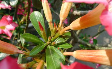 Adenium obesum (Forssk.) Roem. & Schult. 沙漠玫瑰