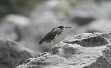 Butorides striata carcinophila Oberholser, 1924 綠簑鷺(台灣留鳥亞種)