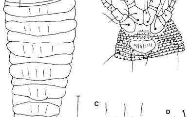 Thamnacus separabilis Huang, 2001 分離枝節蜱