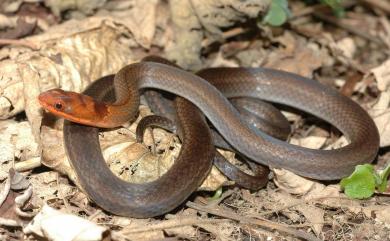 Sibynophis chinensis (Günther, 1889) 黑頭蛇
