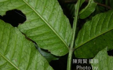 Bolbitis heteroclita (C.Presl) Ching 尾葉實蕨