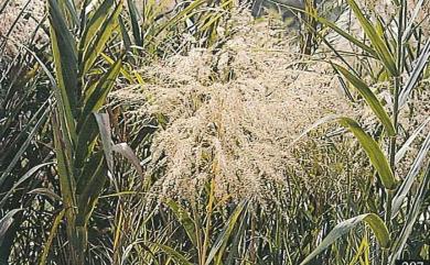 Phragmites karka 開卡蘆