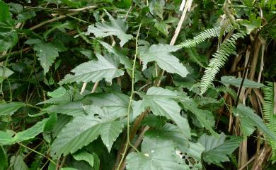 Rubus corchorifolius L.f. 變葉懸鉤子